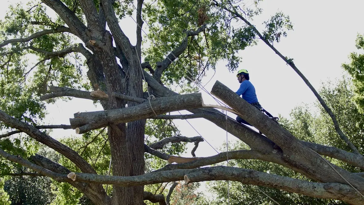 Professional Hazardous Tree Removal performed by certified arborists in Challenge