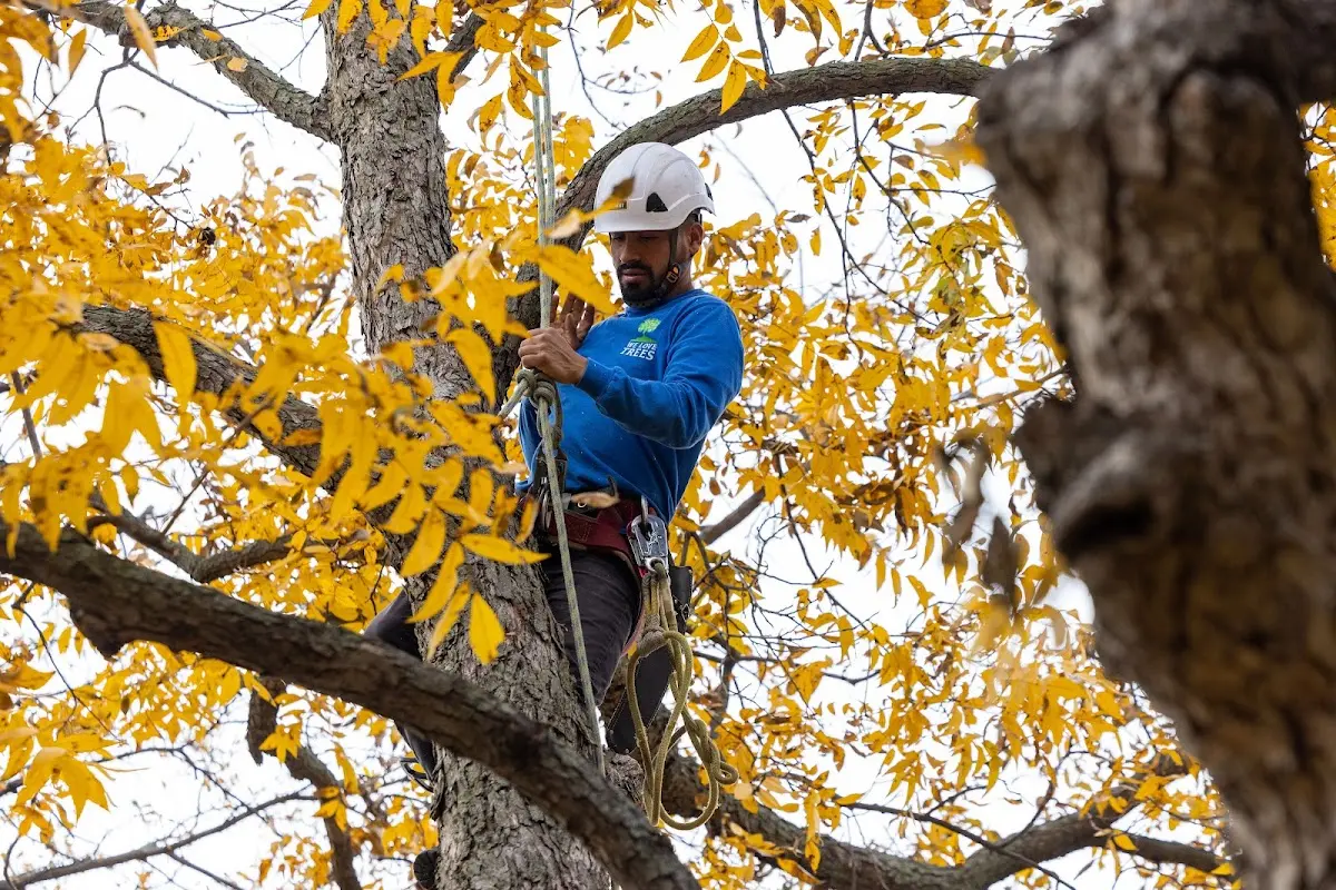 Skilled Storm Damage Cleanup crew working in Challenge